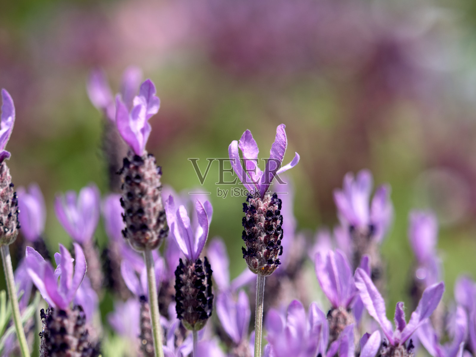 薰衣草花照片摄影图片
