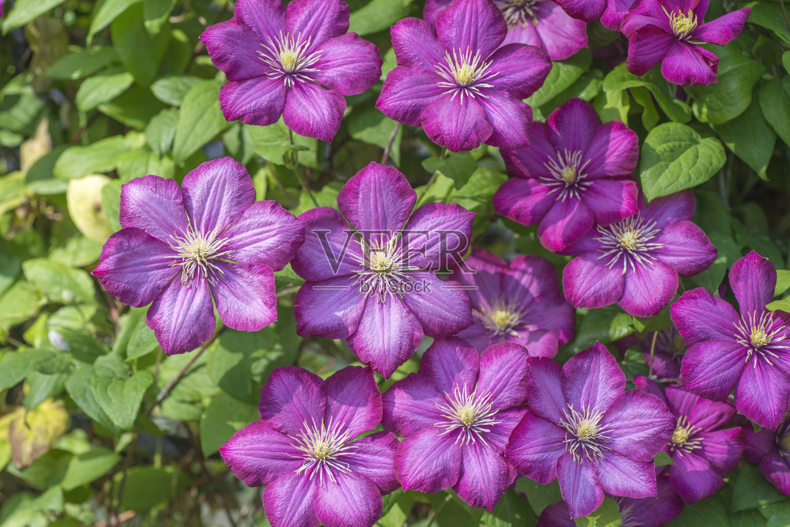 美丽的紫色铁线莲花照片摄影图片