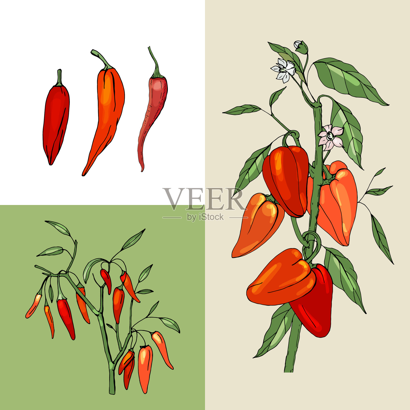 种植辣椒新鲜的红色蔬菜插画图片素材