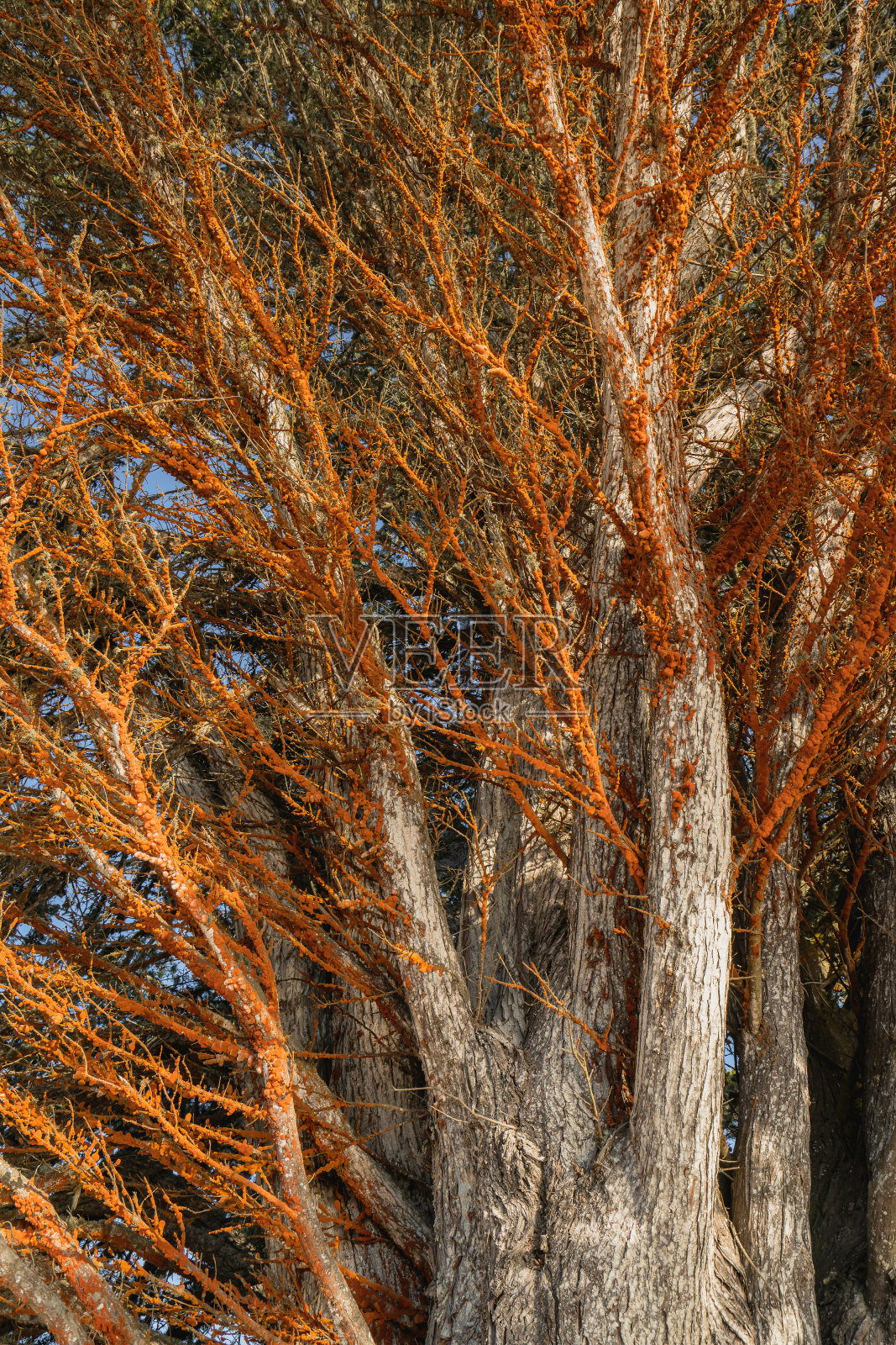 树的疾病。近距离观察树干上的橙色斑点会导致珊瑚斑点病(朱砂Nectria cinnabarina)照片摄影图片