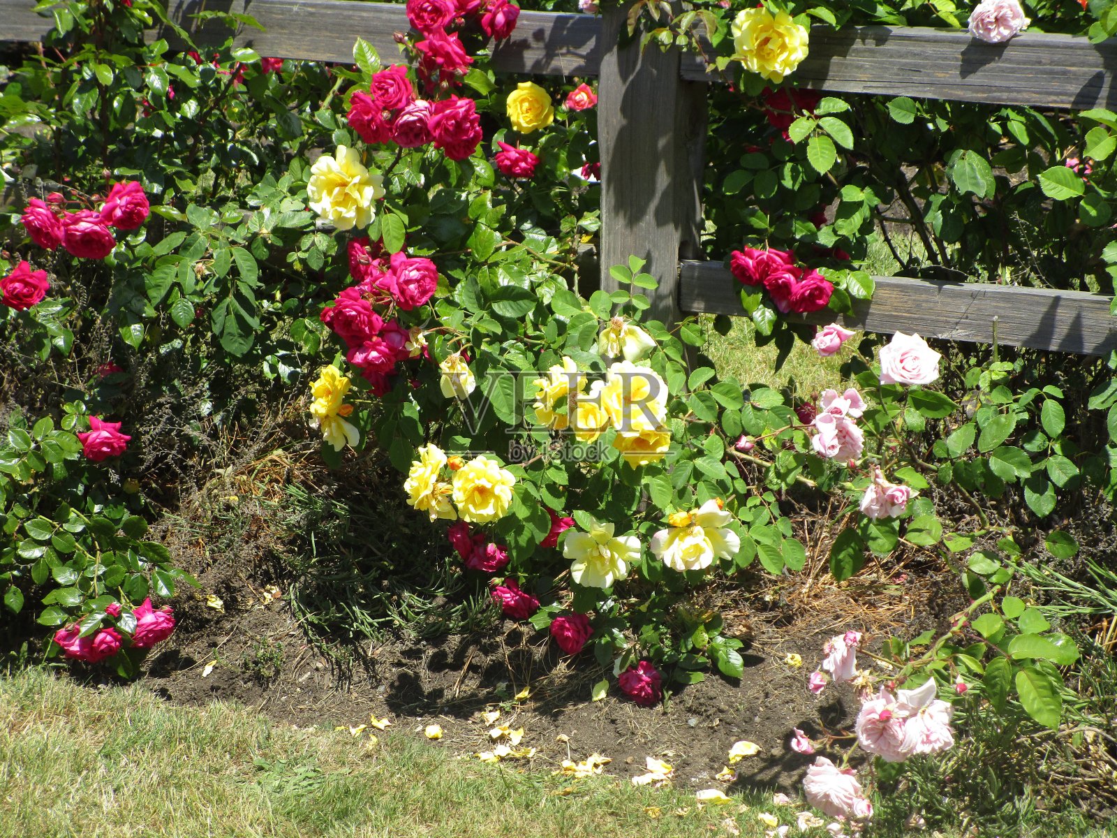 明亮的红黄玫瑰和篱笆在一个花园2020年6月照片摄影图片