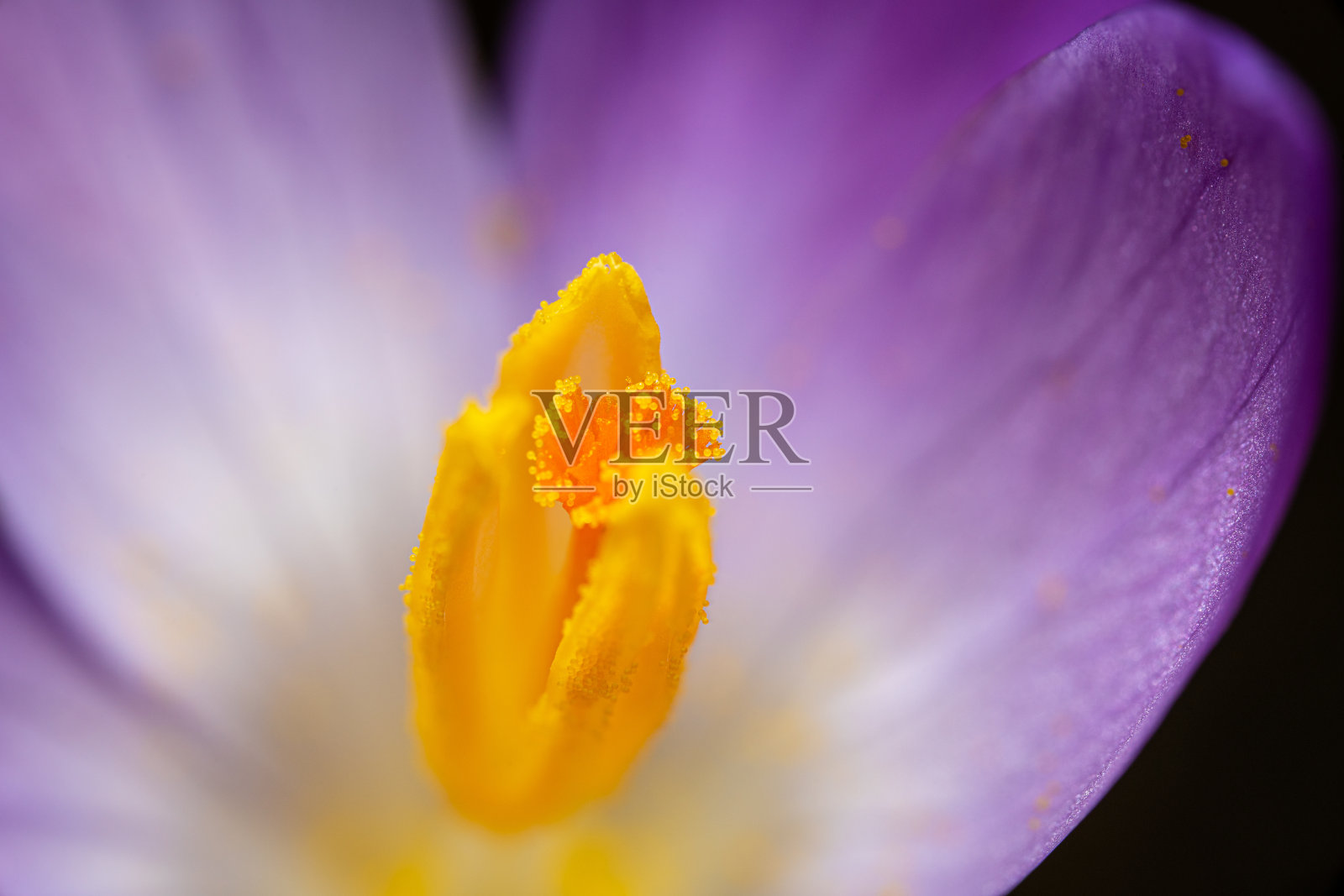 有新鲜花粉的春天番红花照片摄影图片