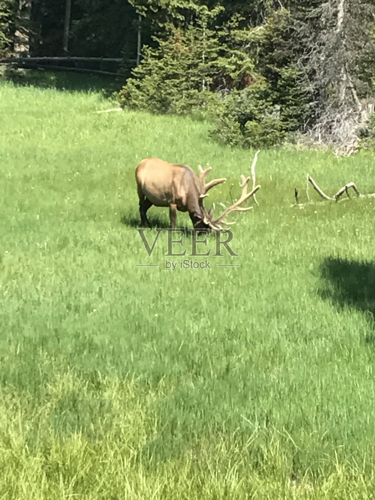 Grazingł照片摄影图片