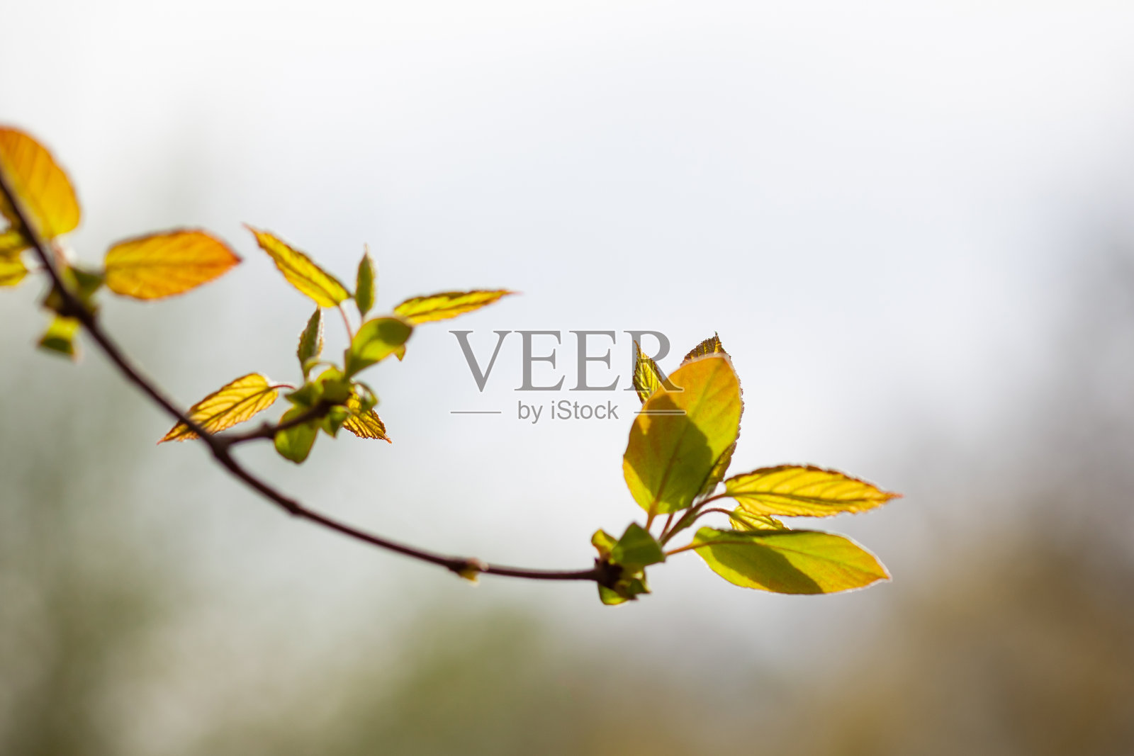 黄绿色的嫩叶在树枝上对着天空照片摄影图片