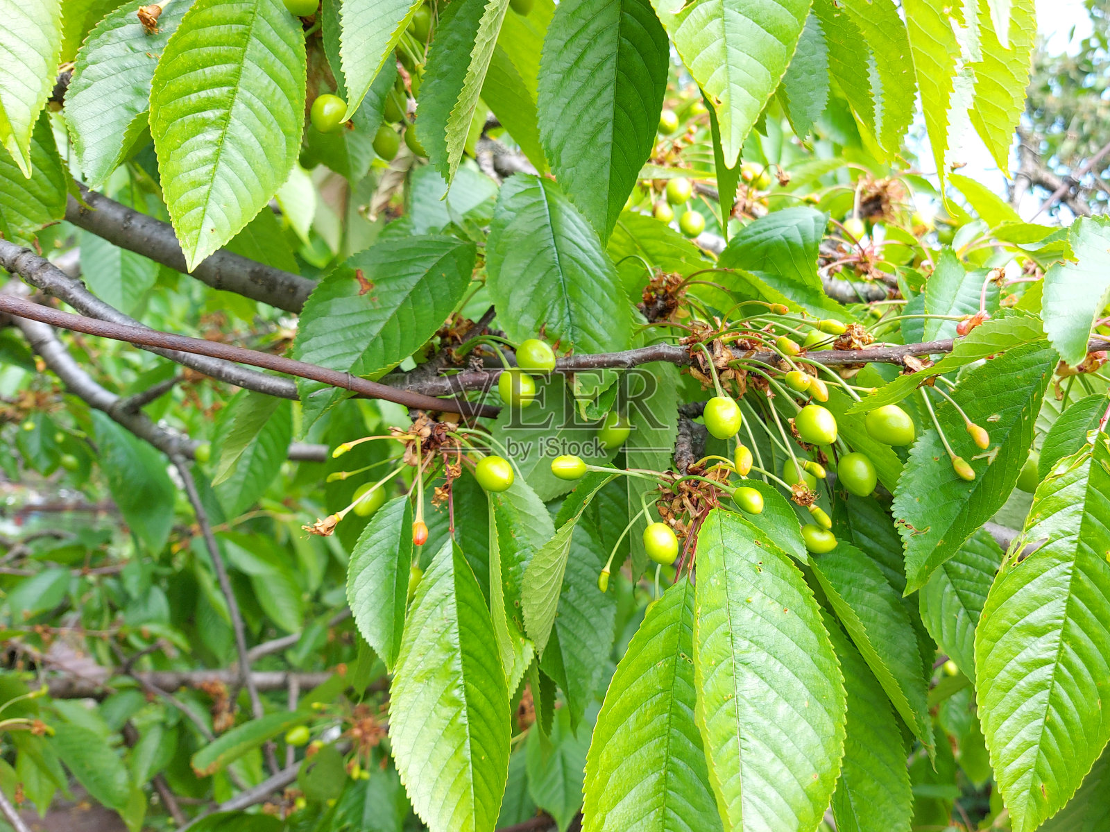 生长在树枝上的绿色樱桃浆果。园艺，农业，园艺，小的未成熟的果实。照片摄影图片