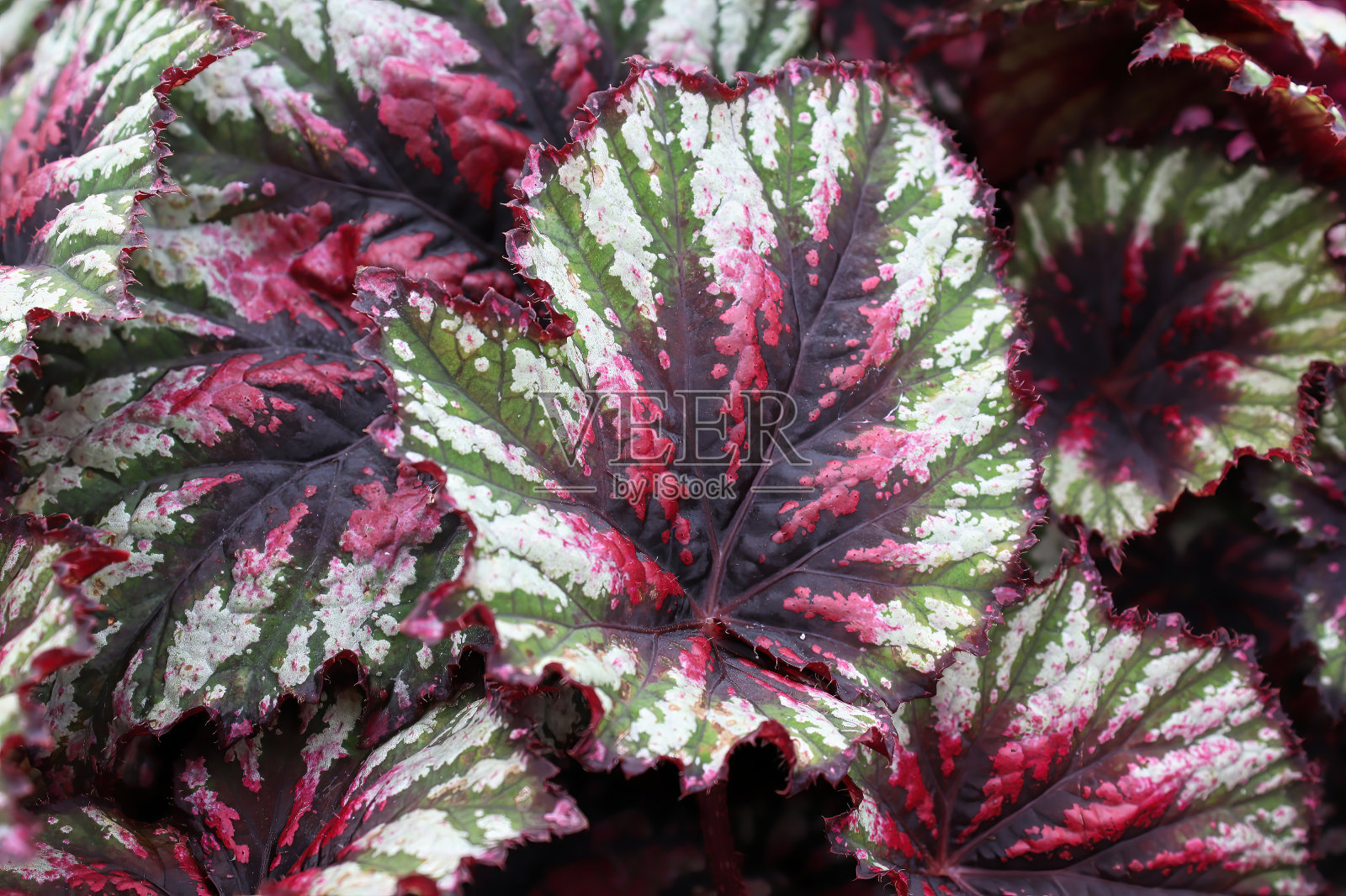 多色秋海棠叶和叶脉的特写照片摄影图片