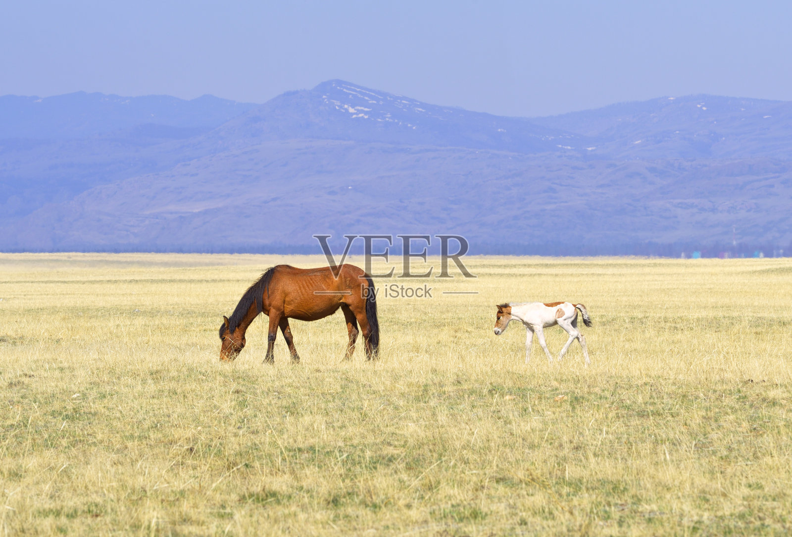 阿尔泰山上的一匹马照片摄影图片