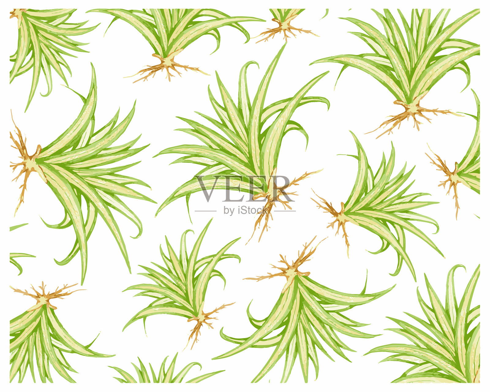 露兜或龙舌兰植物插画图片素材