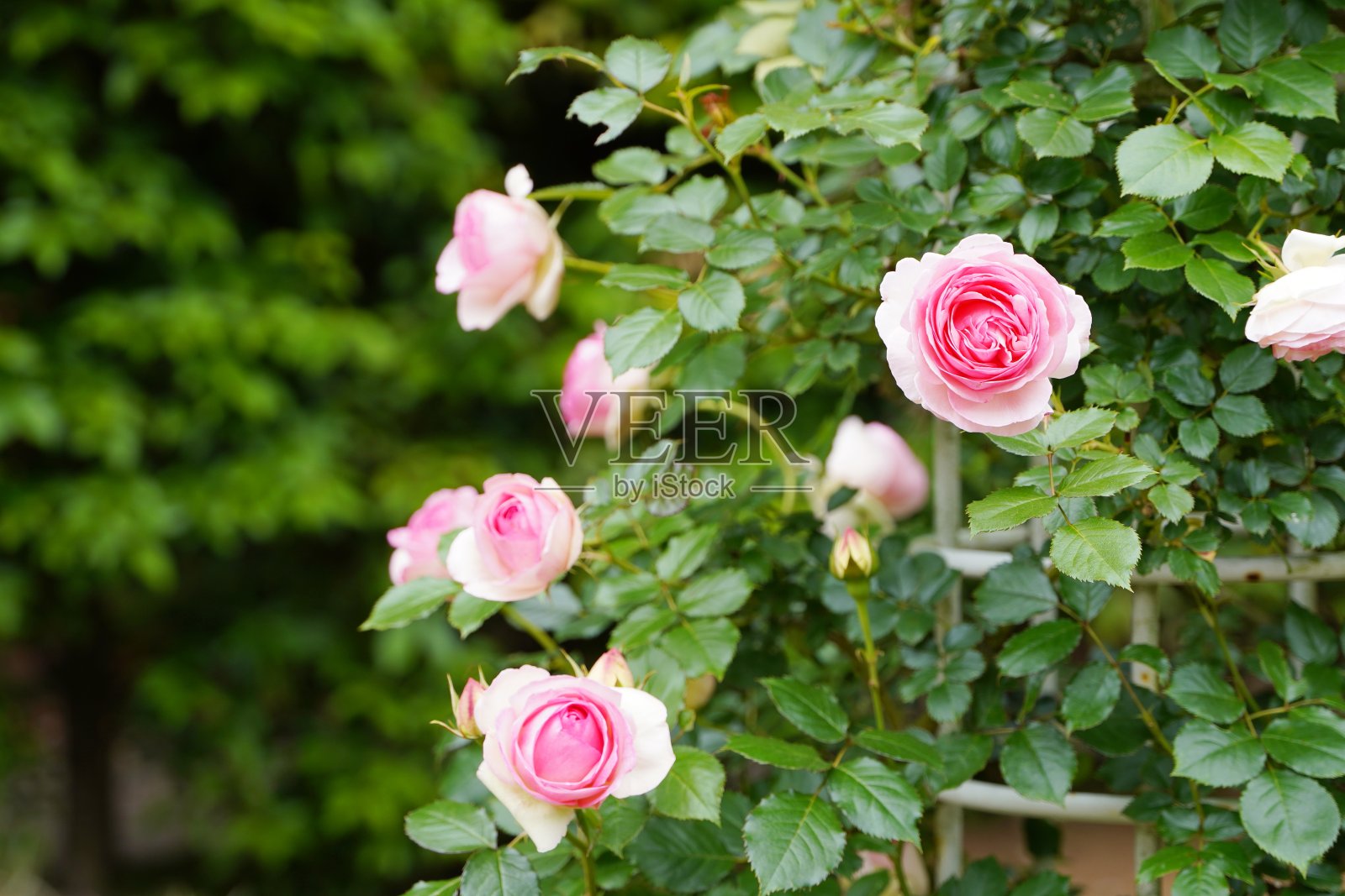 美丽的粉红色玫瑰盛开在日本植物园照片摄影图片