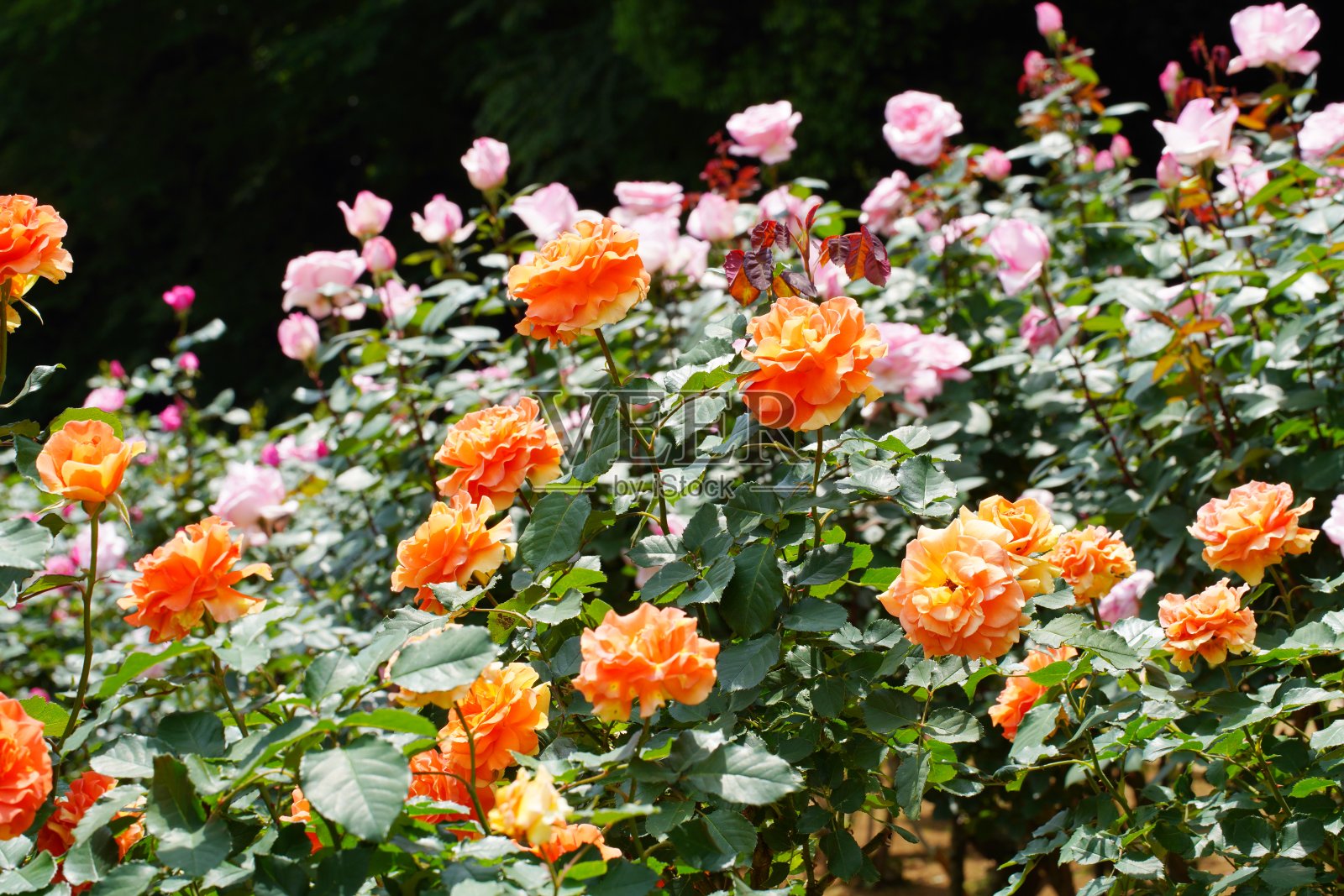 美丽的玫瑰盛开在日本植物园照片摄影图片