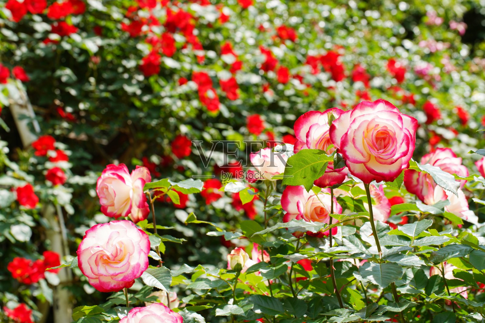 美丽的粉红色玫瑰盛开在日本植物园照片摄影图片