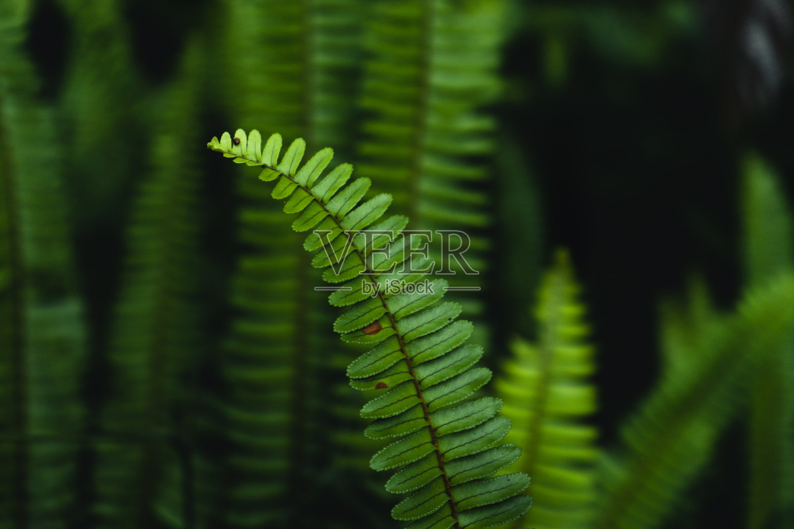 蕨类在自然界中留下背景照片摄影图片