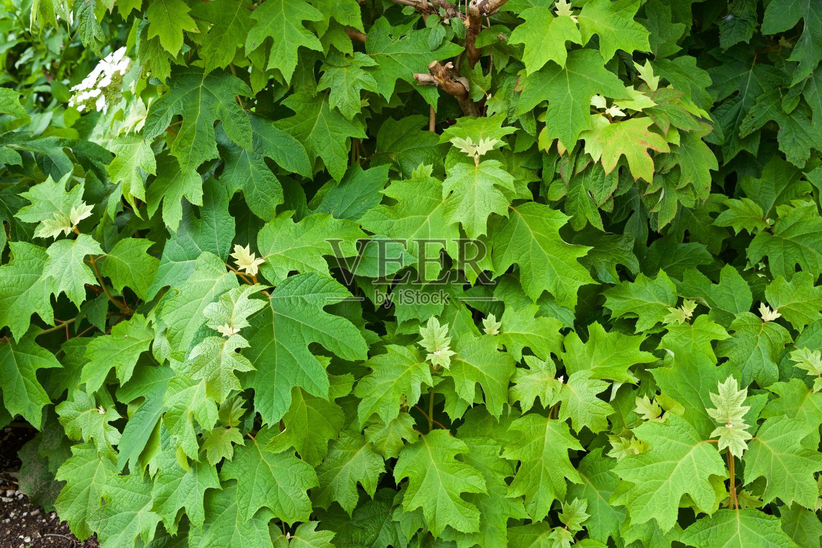花园里绣球花的嫩叶。照片摄影图片