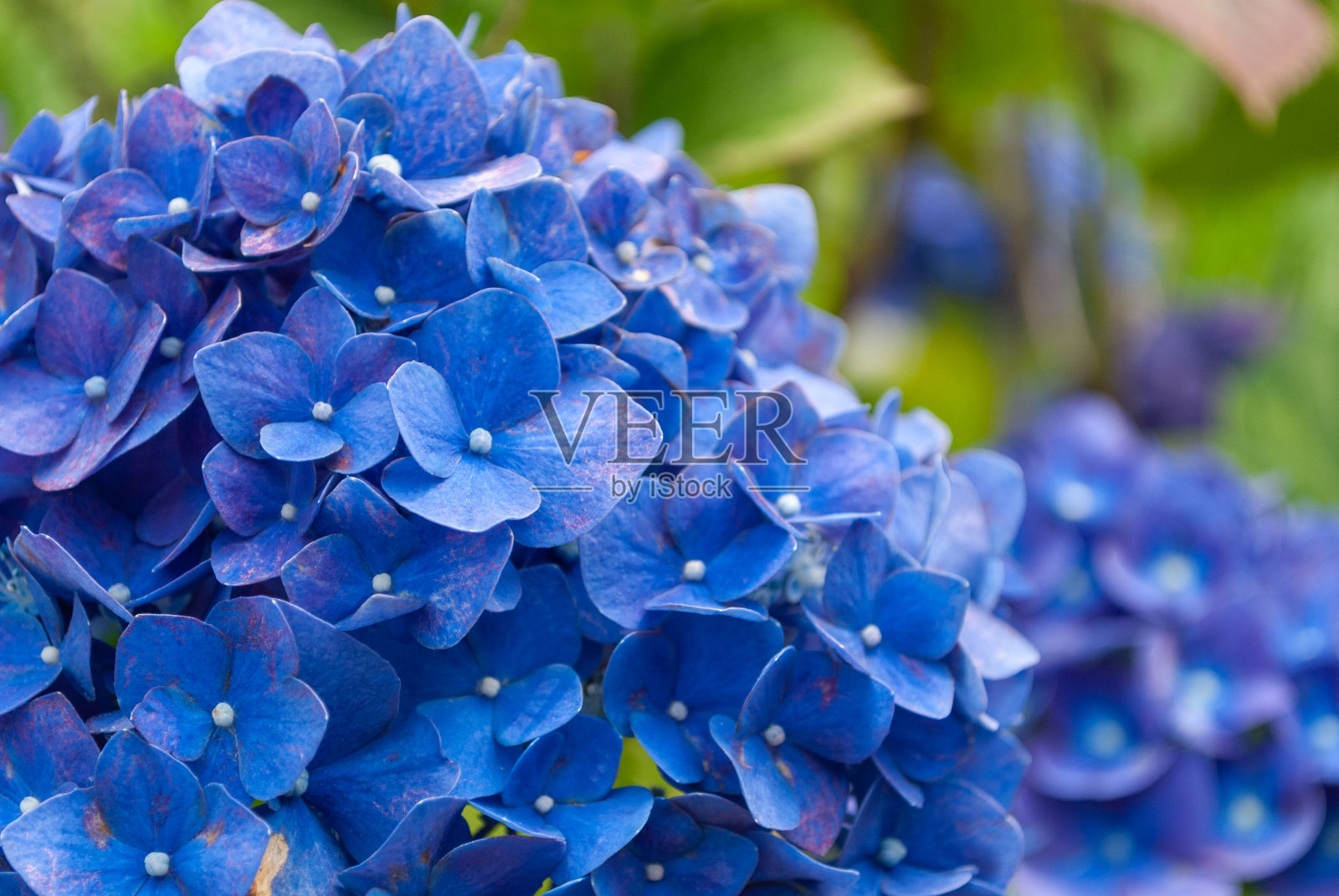 绣球花照片摄影图片