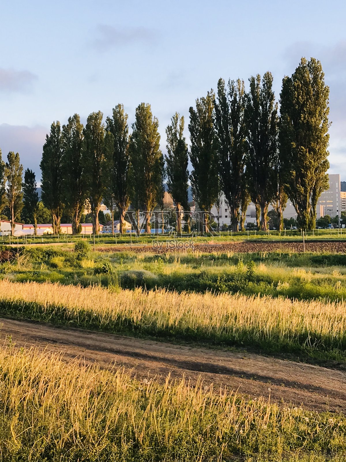 秋天的白杨树照片摄影图片