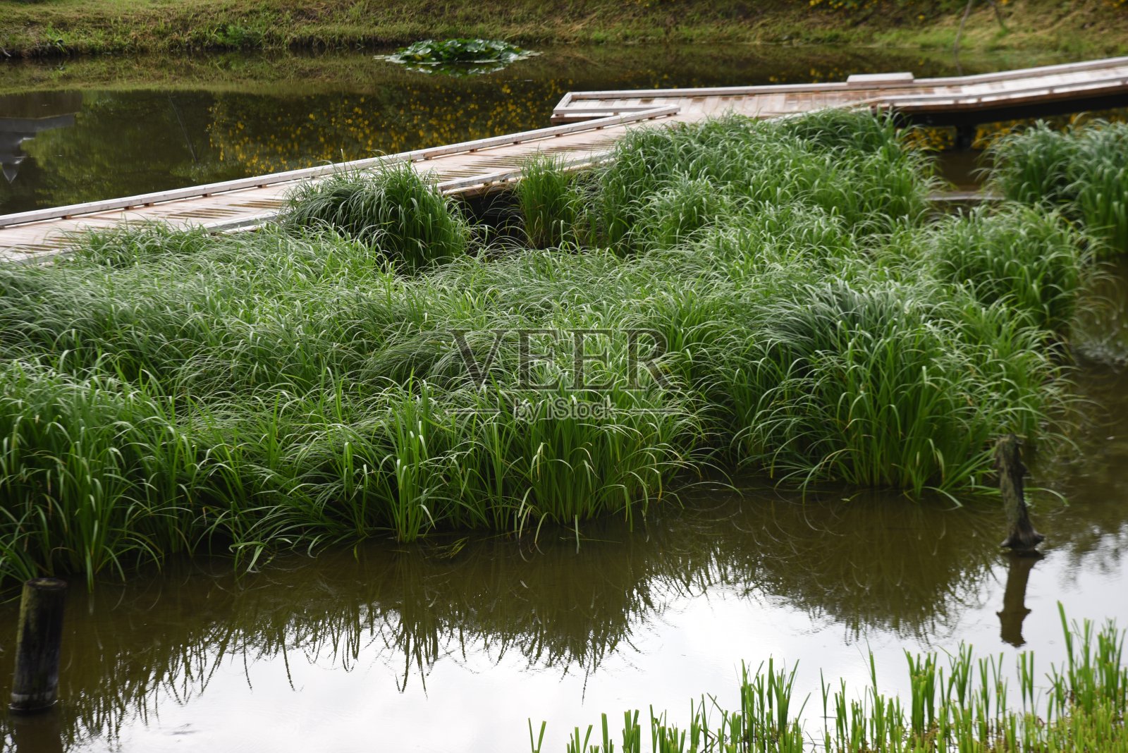 池塘中的扁苔草。照片摄影图片