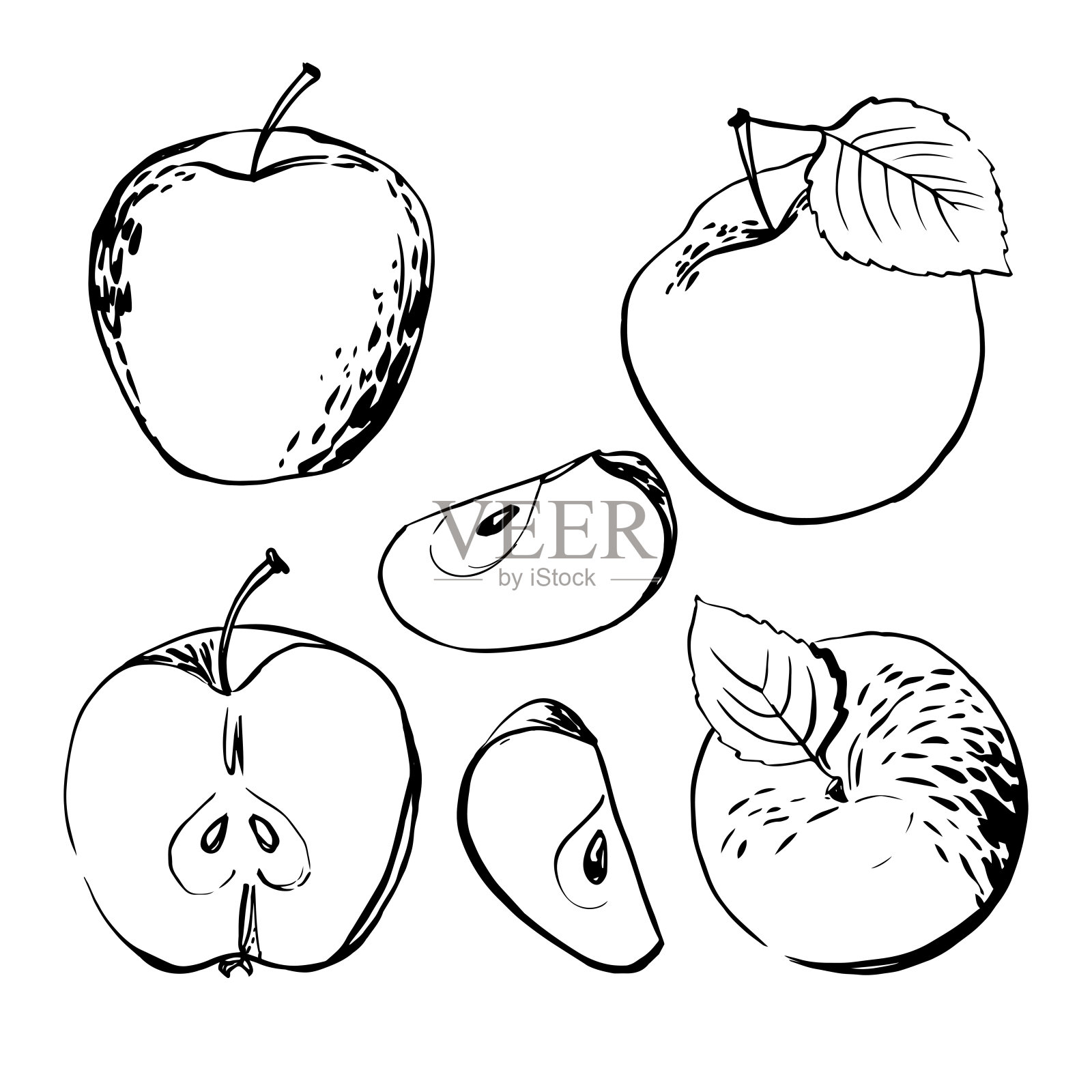 苹果。矢量光水果线水彩在白色的背景。设计元素图片