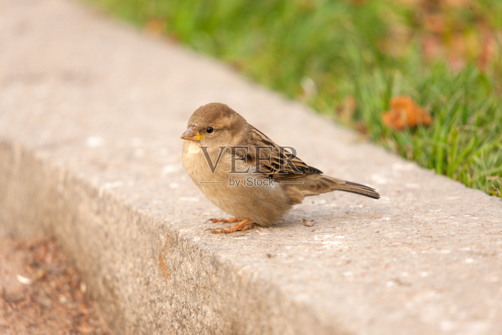 石头上的棕色麻雀照片摄影图片