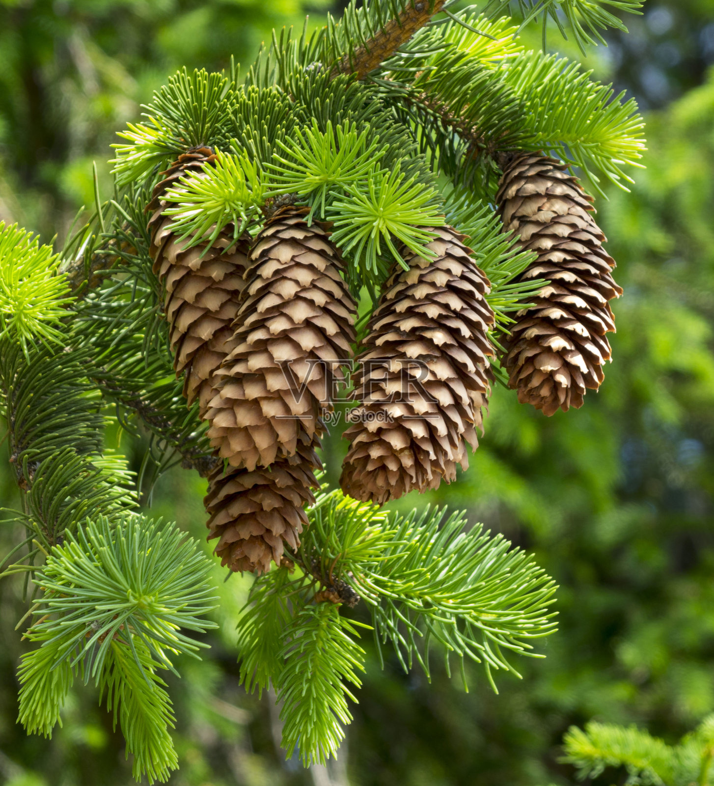 春天的松果照片摄影图片