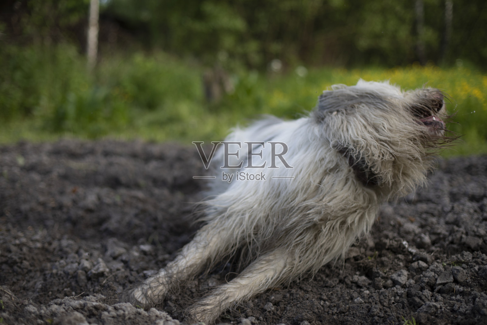 狗在大自然中散步。白色毛茸茸的狗。照片摄影图片
