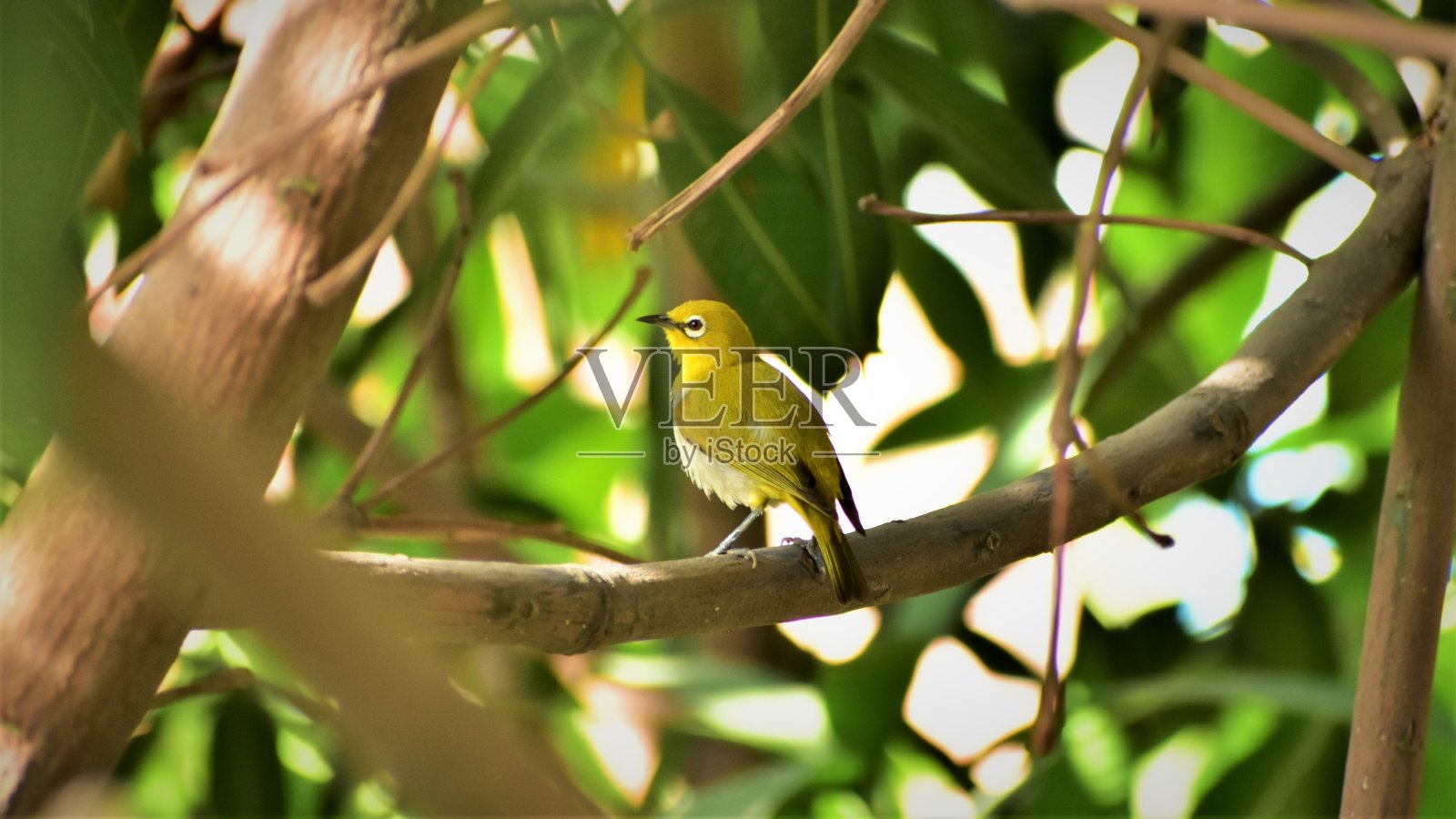 东方白眼鸟在树枝上休息照片摄影图片