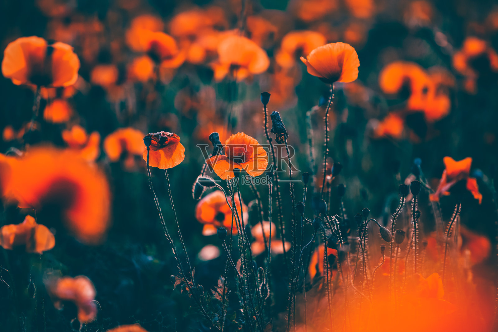 生动的罂粟花田照片摄影图片