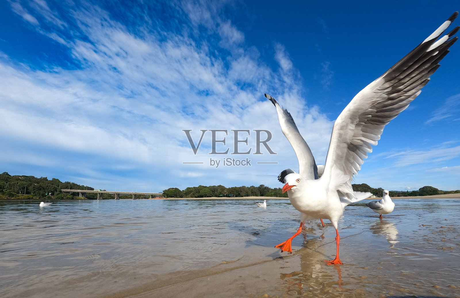 海鸥在沙滩和水中的空中振翅向左奔跑照片摄影图片