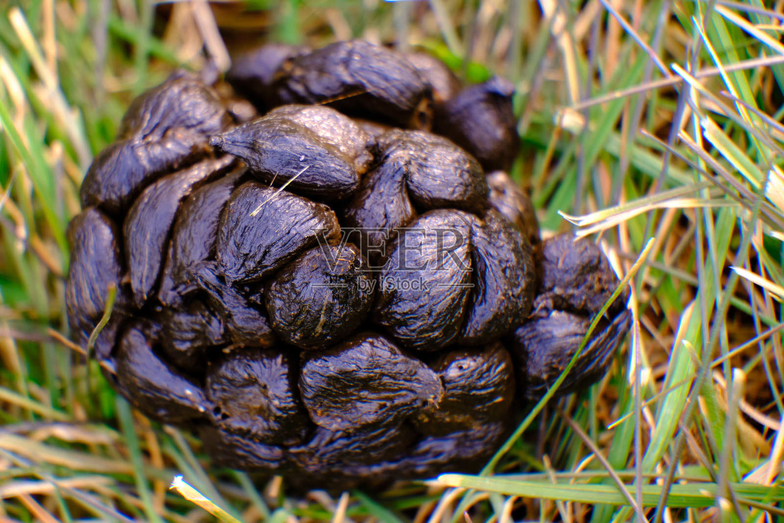 鹿粪照片摄影图片