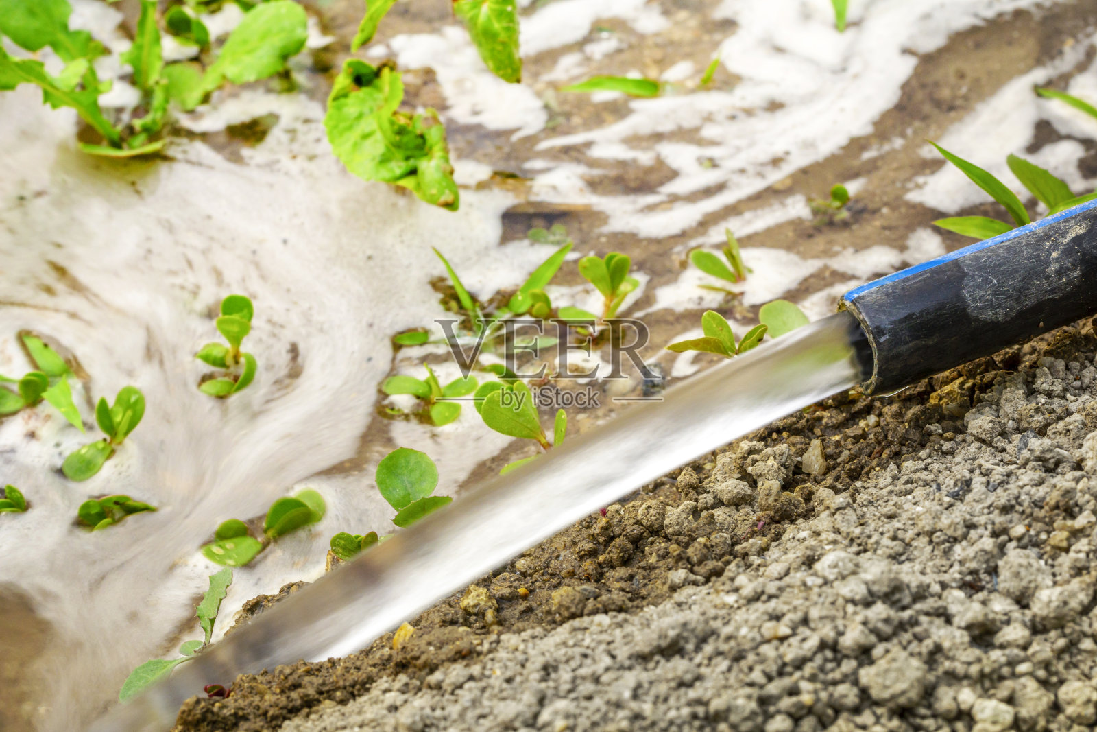 青椒浇水照片摄影图片