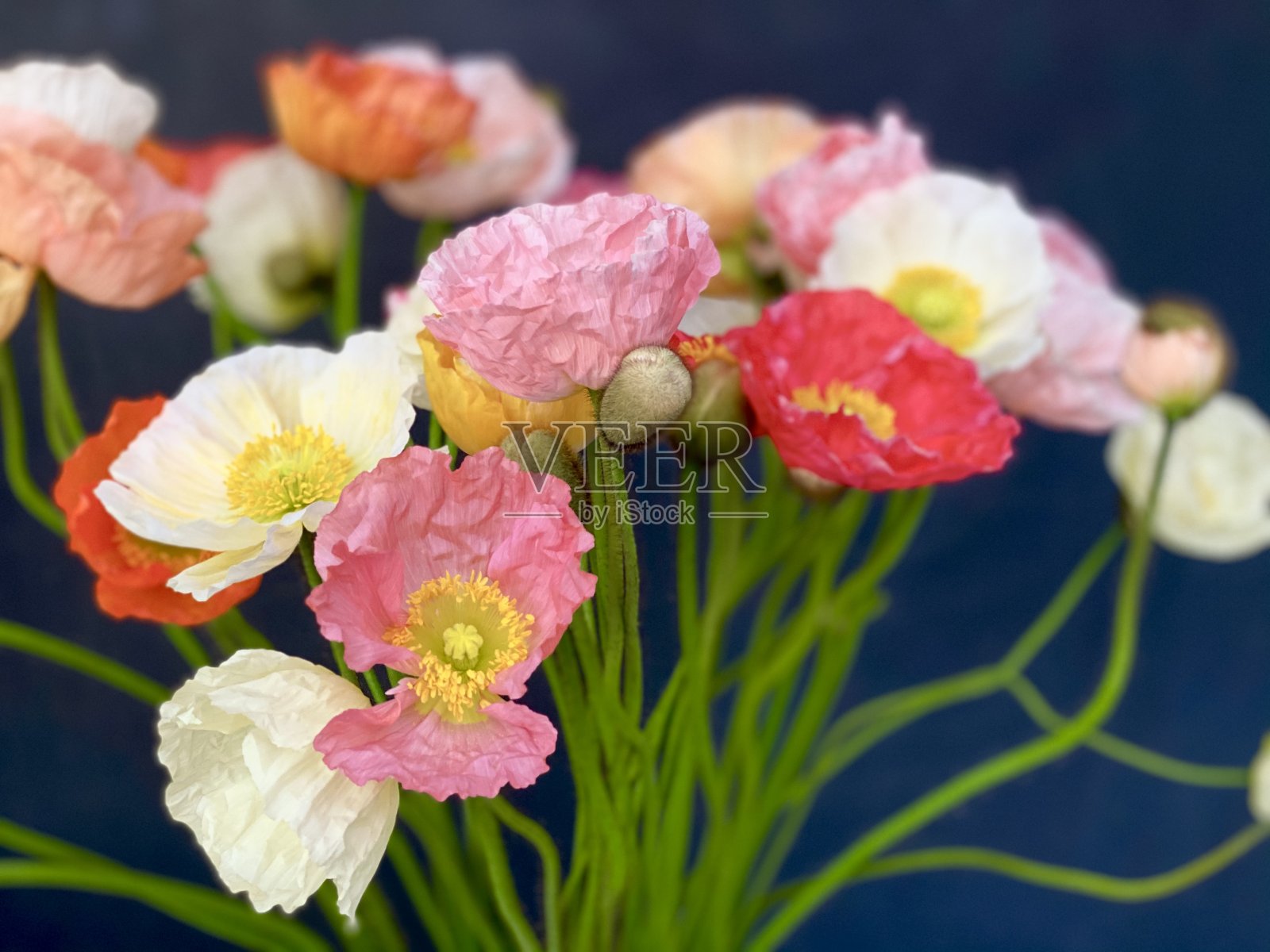 冰岛罂粟照片摄影图片