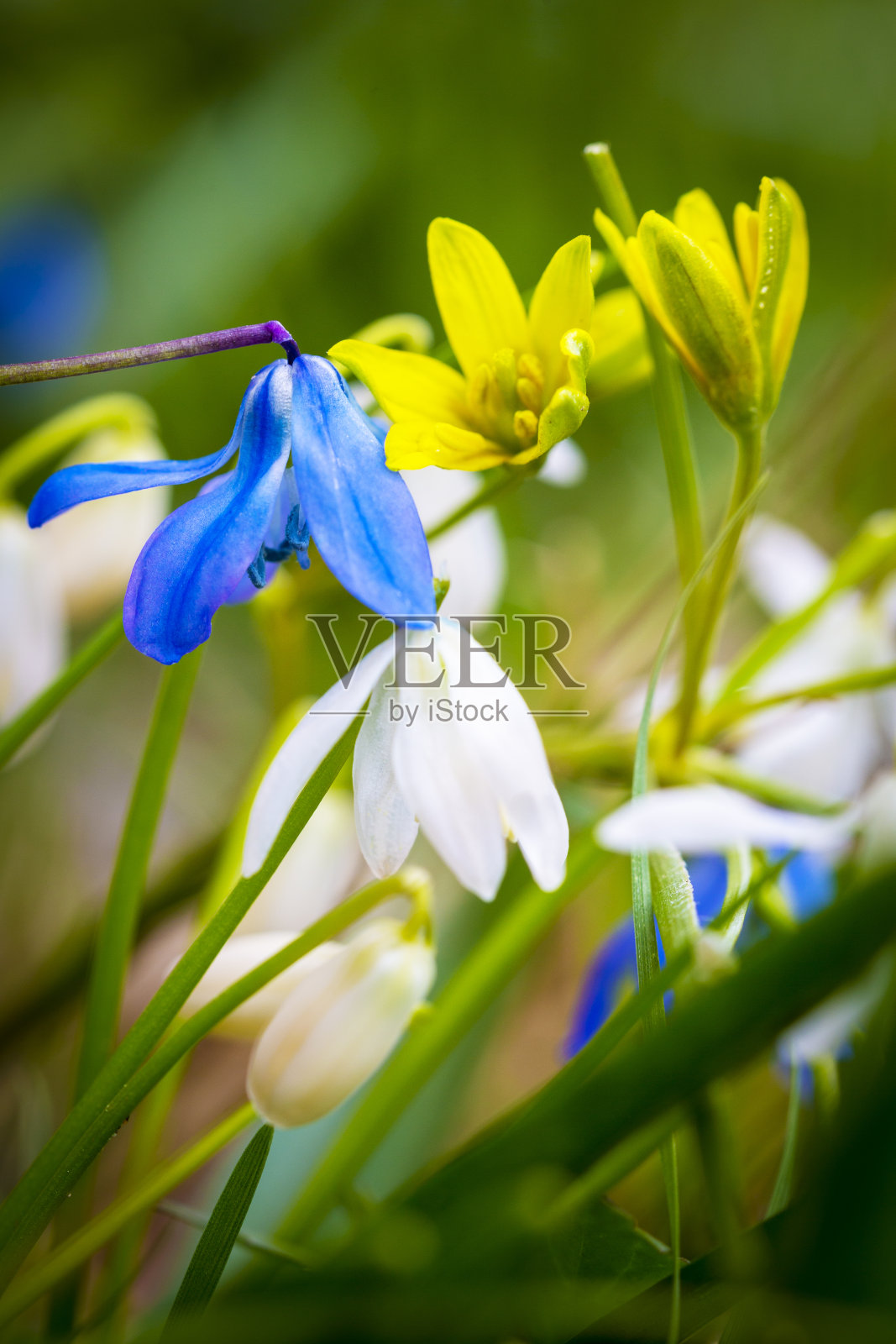 白桦，春天之星白桦照片摄影图片