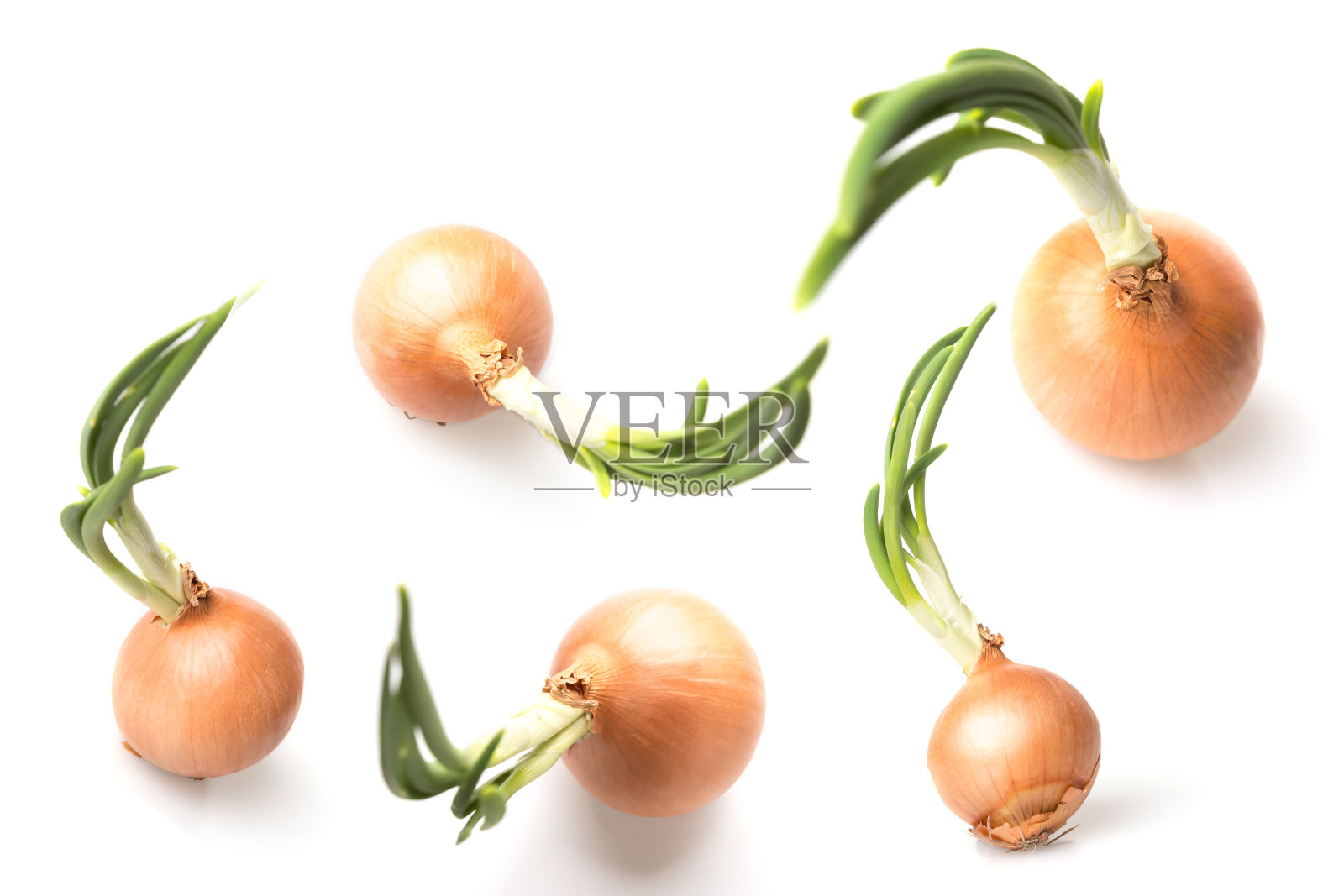 洋葱芽，白色背景照片摄影图片