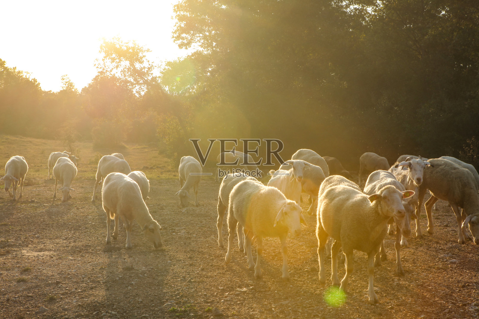 日落时的羊群照片摄影图片