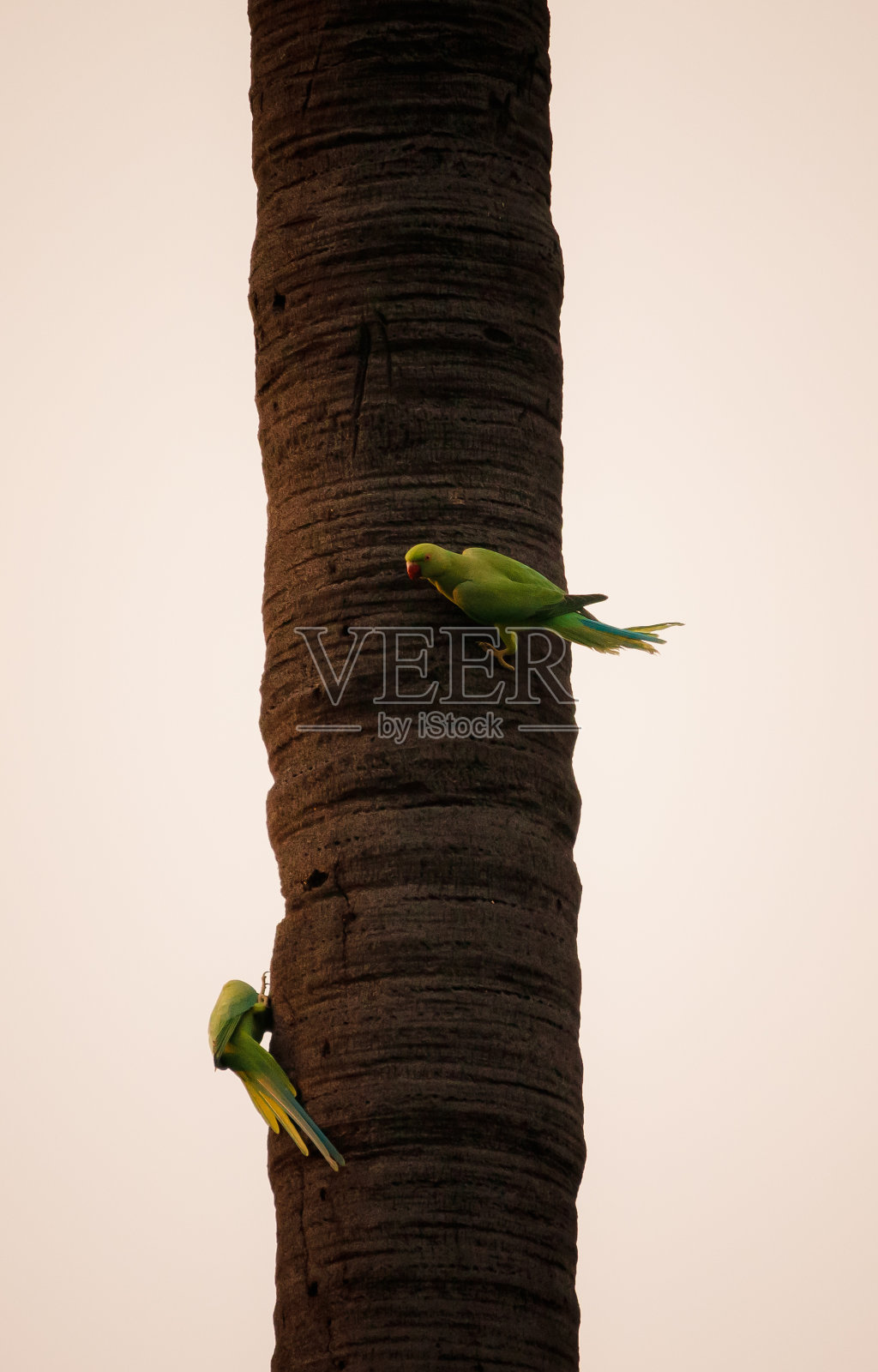 鹦鹉坐在树枝上照片摄影图片