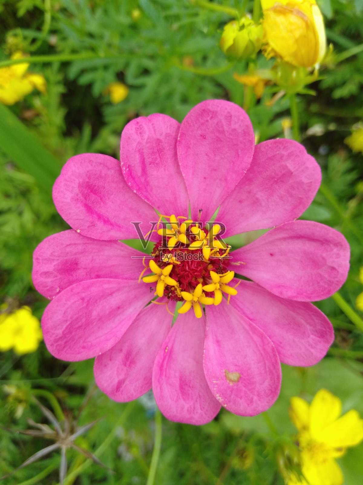 花照片摄影图片