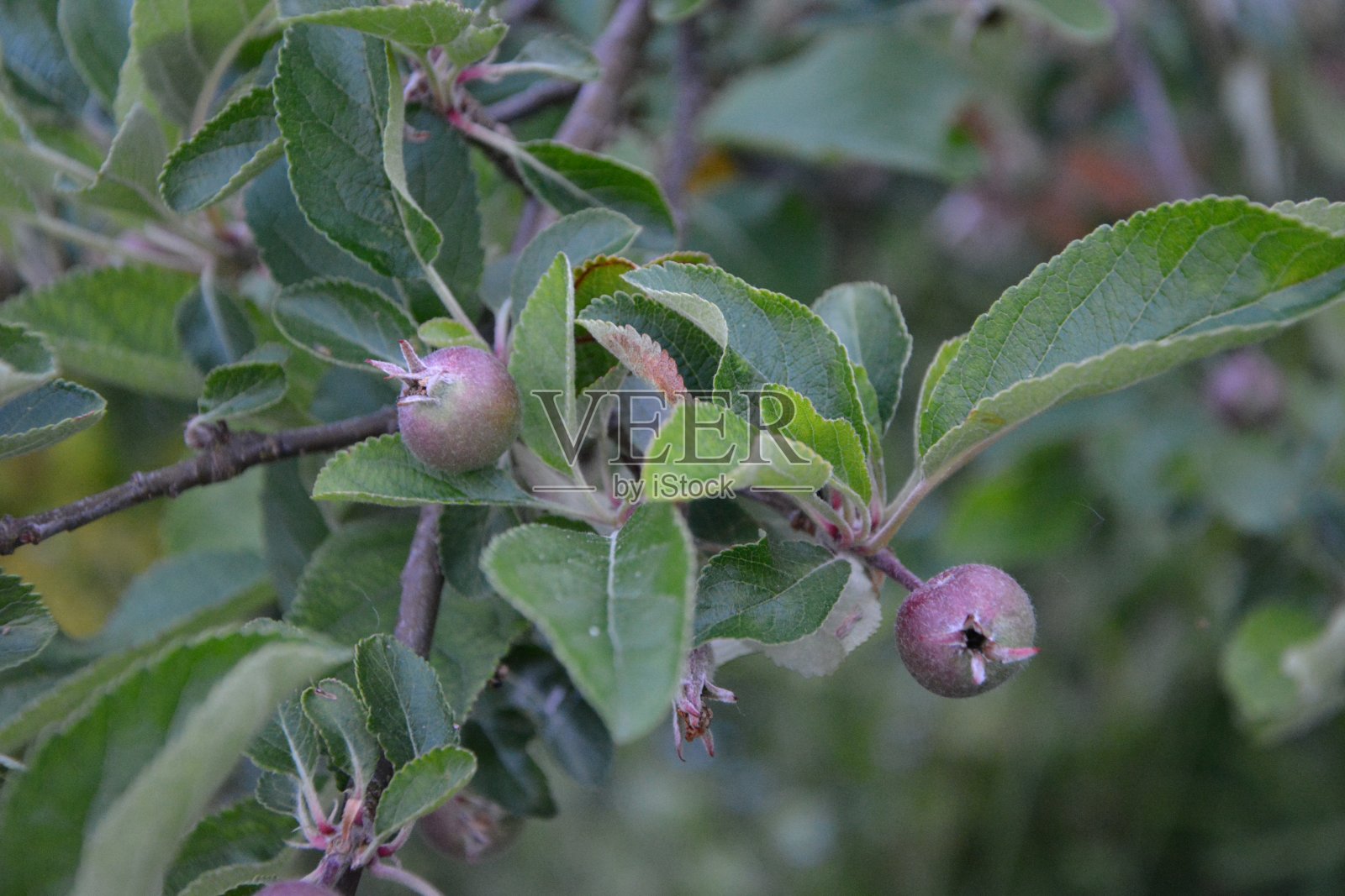苹果英国剑桥照片摄影图片