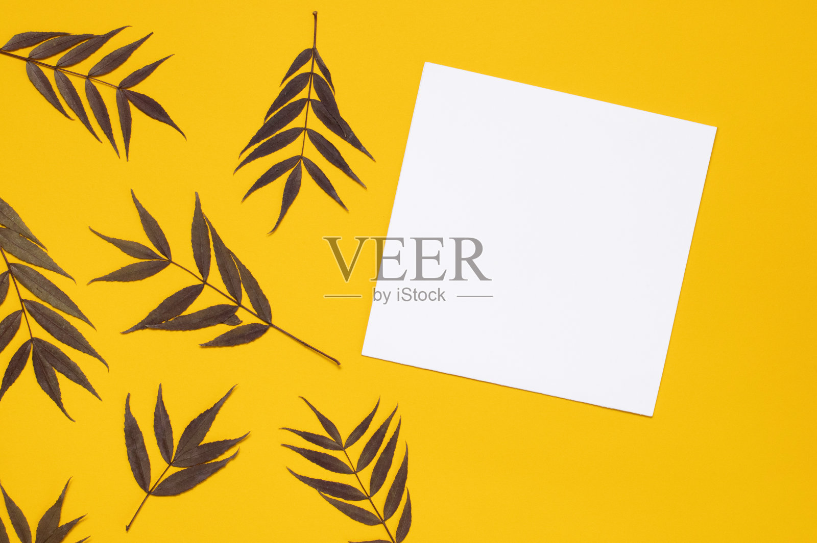 为你的文本白色方形纸。在黄色孤立的背景特写上，一束束干燥的树枝。放置你的模型照片摄影图片