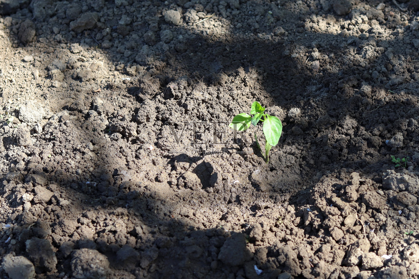 年轻的胡椒植物。照片摄影图片