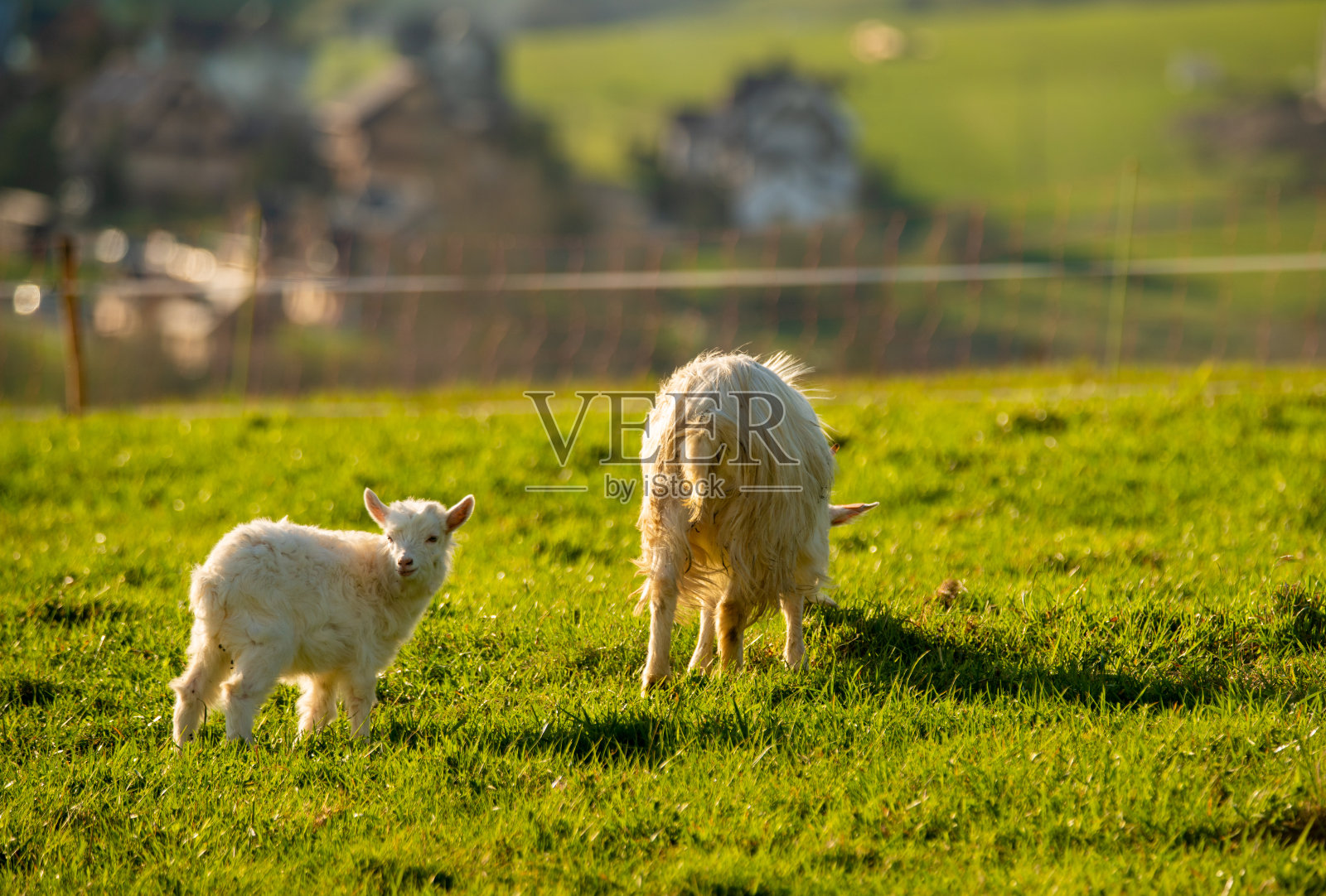 一群白山羊在山上的草地上吃草照片摄影图片