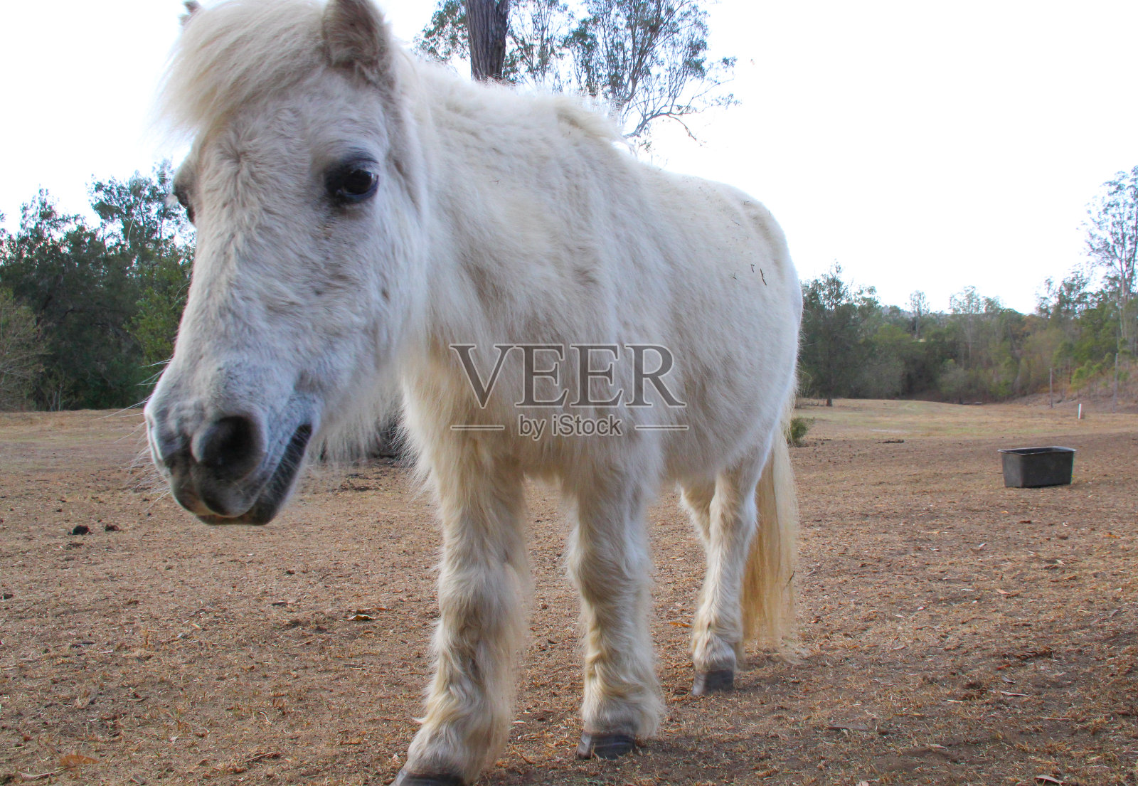 一只白色的小马正走向相机，为他的脸做一个特写照片摄影图片