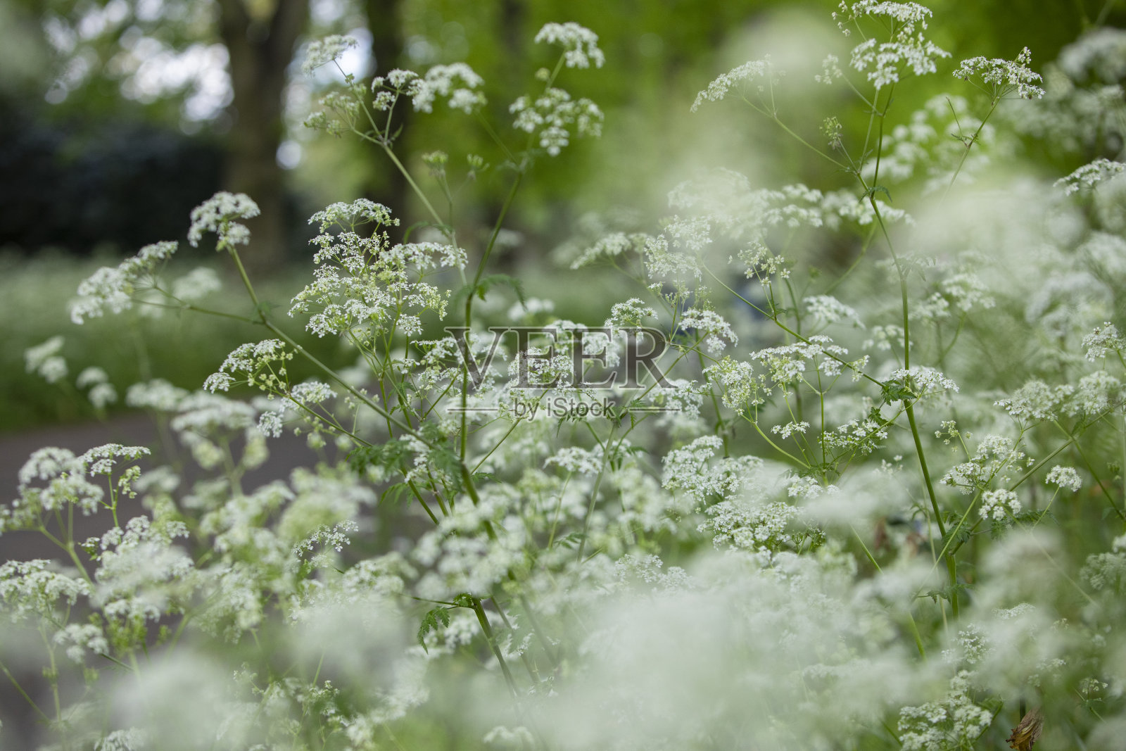 这是伦敦奇斯威克住宅和花园公园里一个阳光明媚的春天照片摄影图片