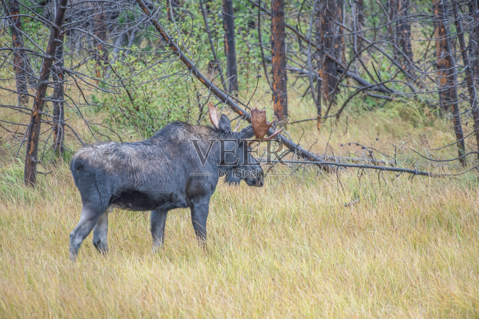 公驼鹿进入密林照片摄影图片