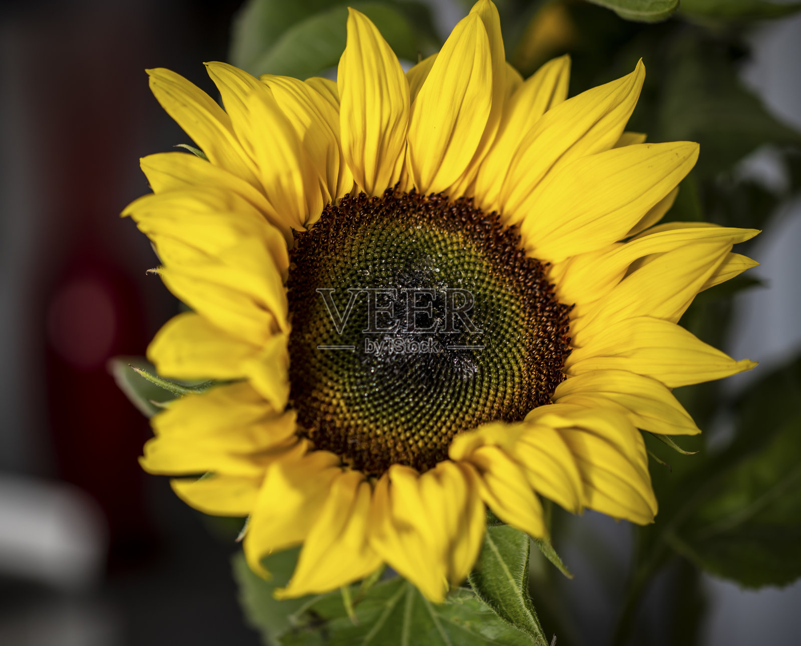 极端近距离的向日葵盛开照片摄影图片