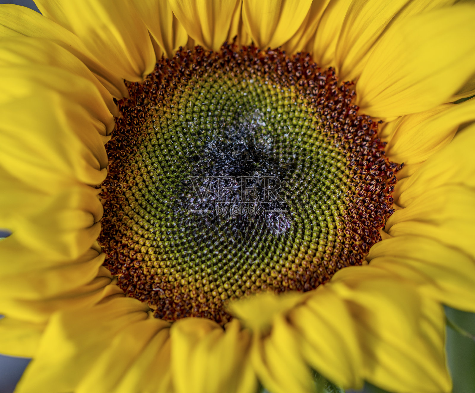 极端近距离的向日葵盛开照片摄影图片