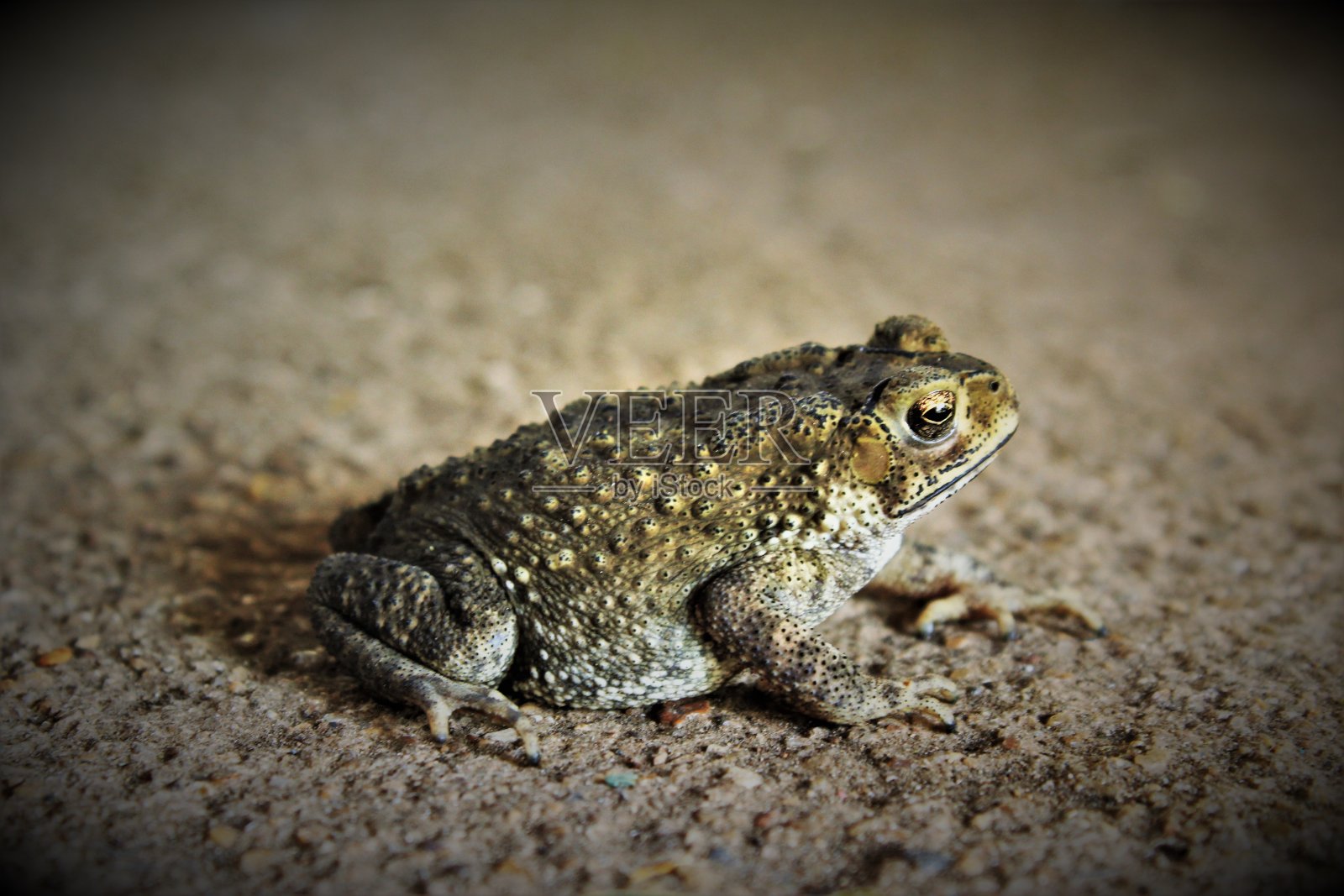 蟾蜍侧视图照片照片摄影图片