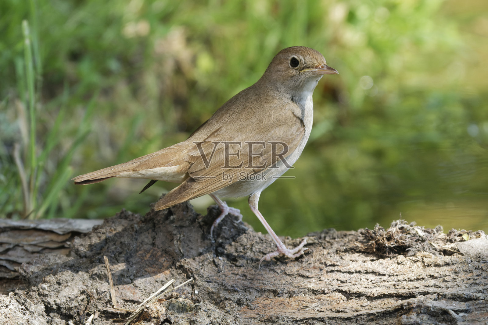 夜莺（Luscinia megarhynchos）照片摄影图片