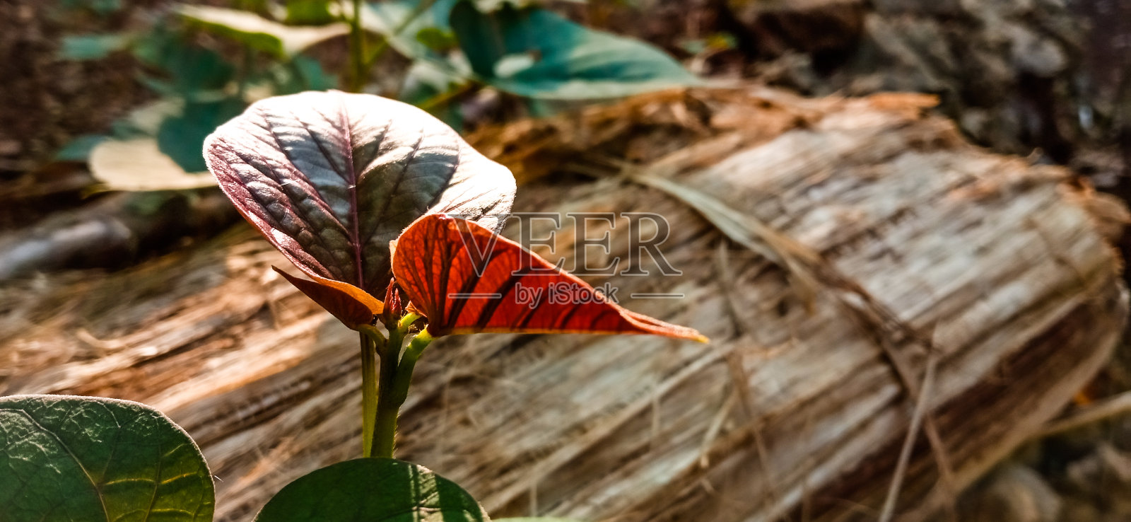 花园里的叶子照片摄影图片