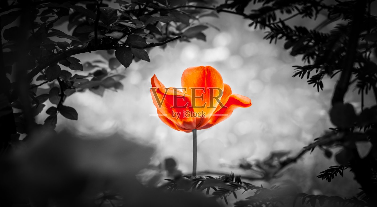 红色郁金香灵魂在全景洞为和平治愈希望照片摄影图片