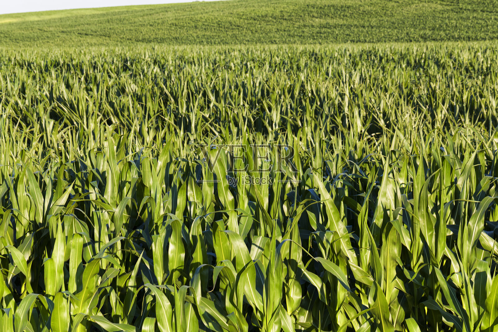 绿色新鲜的玉米在田间为农业食品照片摄影图片