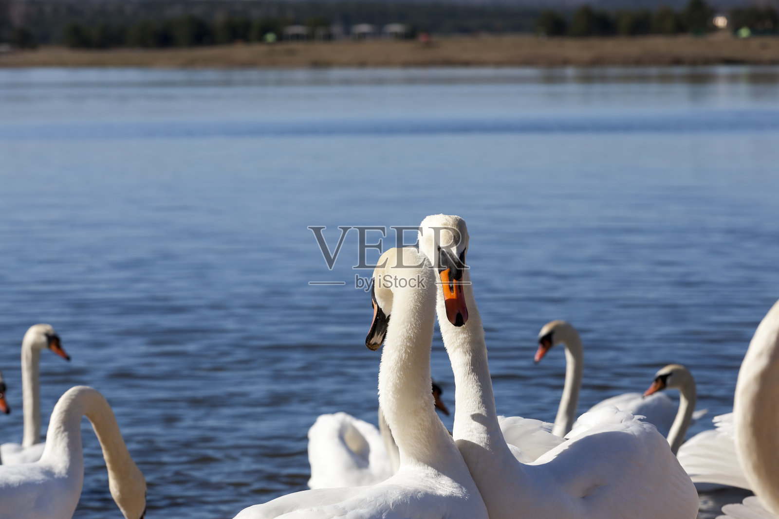 水面上漂浮着一群白天鹅照片摄影图片